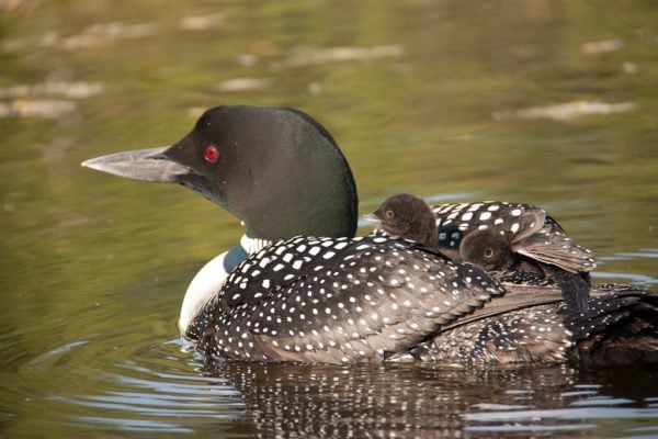 Watchic Lake Loons