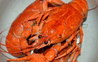 Freeport lobster ready to become lobster rolls.
