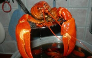 Fresh boiled Wells lobster.