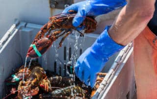 Maine lobster on its way to becoming a Wiscasset lobster roll