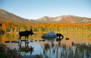 Two moose in a Maine lake